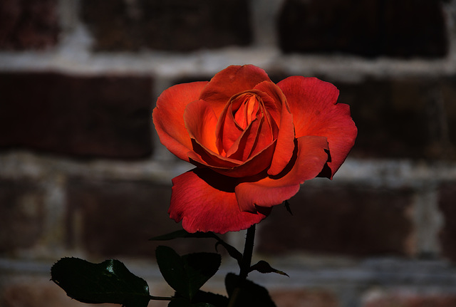 Red Rose in Denmark