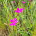 Kartäusernelke / Steinnelke (Dianthus carthusianorum)