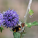 Bee on Globe Thistle