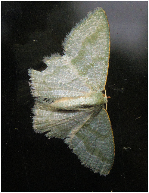 IMG 2044 Moth