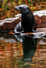 20231029_nürnberg tiergarten