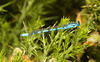 EF7A0007 Damselfly