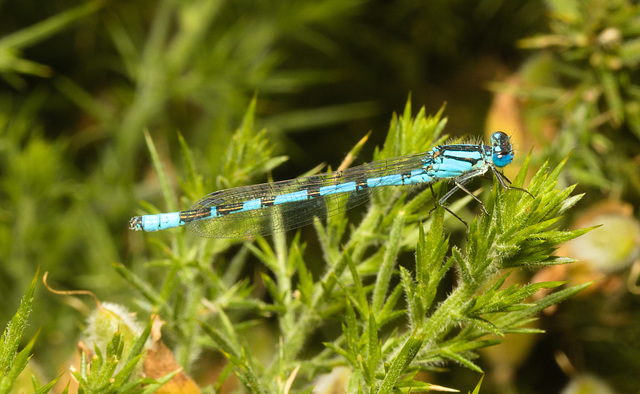 EF7A0007 Damselfly