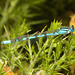 EF7A0007 Damselfly