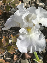 very late October iris