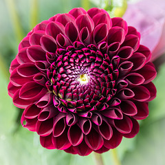 Flowers at Sizergh Castle Flowers at Sizergh Castle