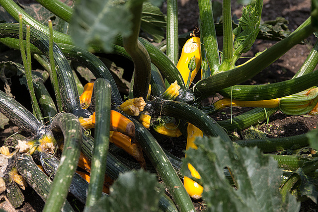 20140801 4604VRAw [D~E] Zucchini (Cucurbita pepo subsp. pepo convar. giromontiina), Gruga-Park, Essen