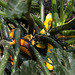 20140801 4604VRAw [D~E] Zucchini (Cucurbita pepo subsp. pepo convar. giromontiina), Gruga-Park, Essen
