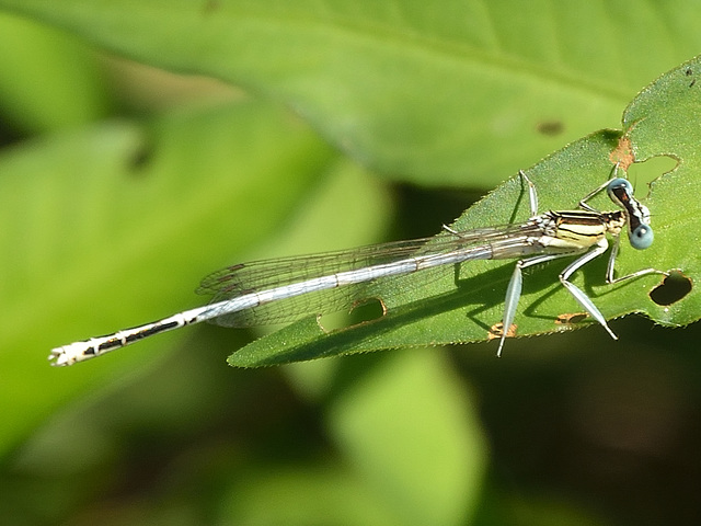 White Featherleg m (Playtcnemis latipes)