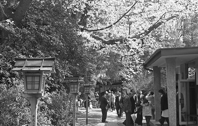 Some ceremonies being held under cherry blossoms