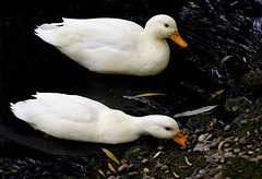 Les canards blancs