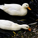 Les canards blancs