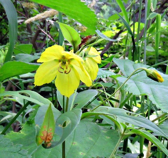 Fringed Loosestrife