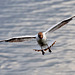 Gull in flight 42a