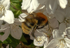 Bee On Blossom
