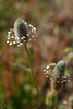 Plantago lagopus L. Lamiales  L1010788