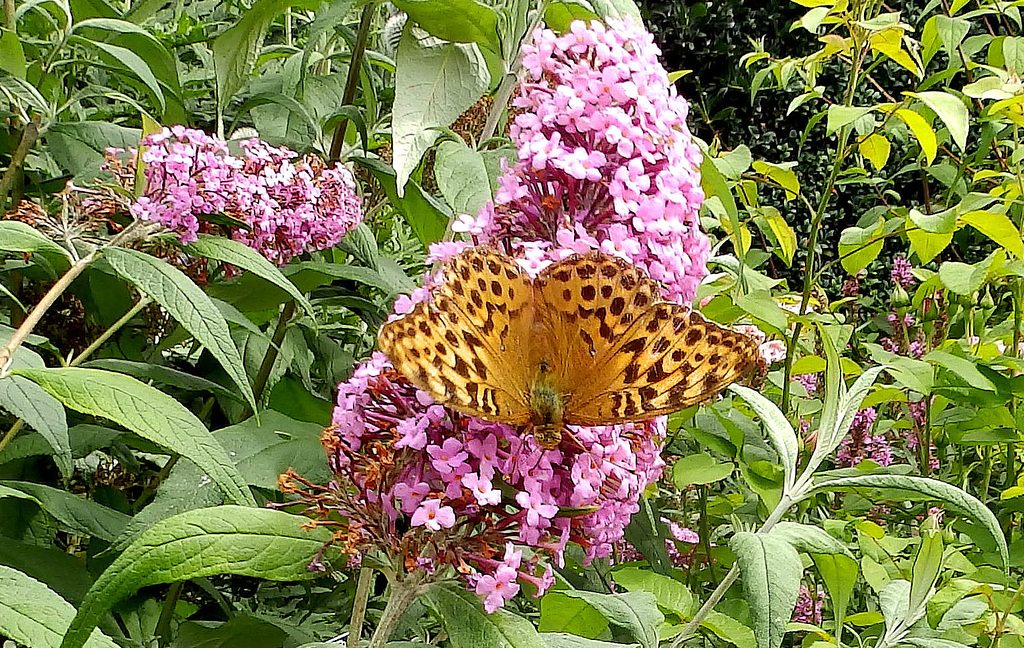 Silver Washed Fritillary.