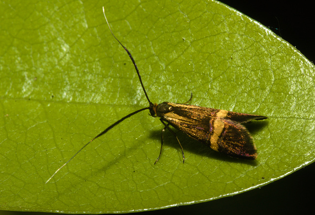 EF7A0017 Moth