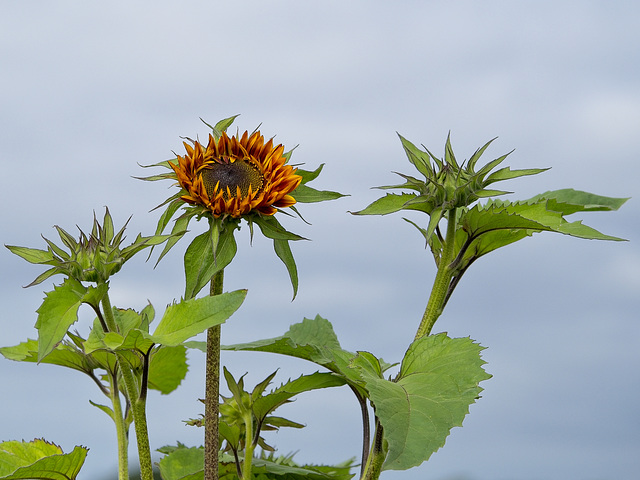 Sunflower (+PiP)