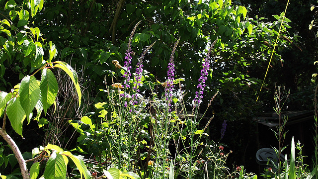 The purple toadflax is everywhere