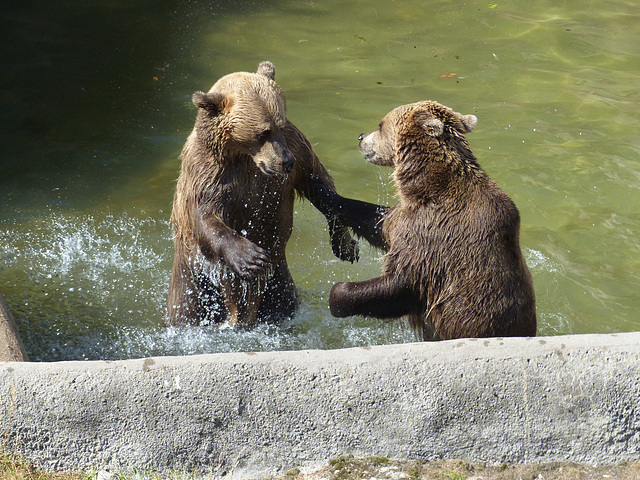 Helsinki Zoo (11) - 2 August 2016