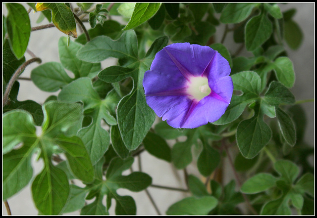 Ipomoea Kruger Park (5)