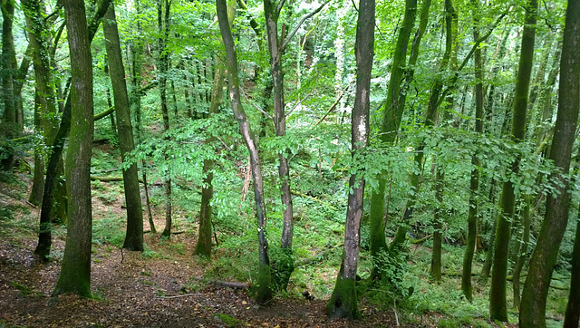 Tintern Woods