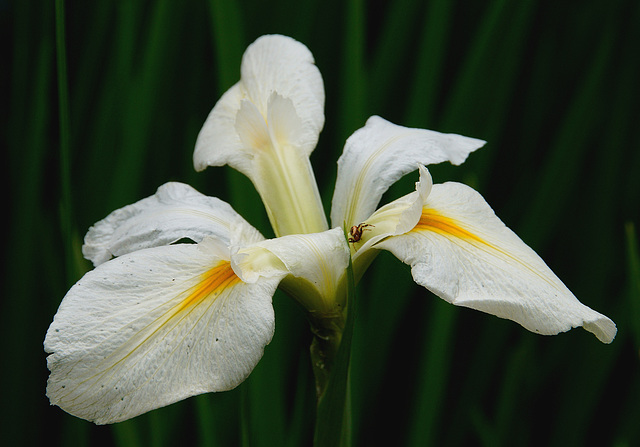 Blüten im Taoro Park