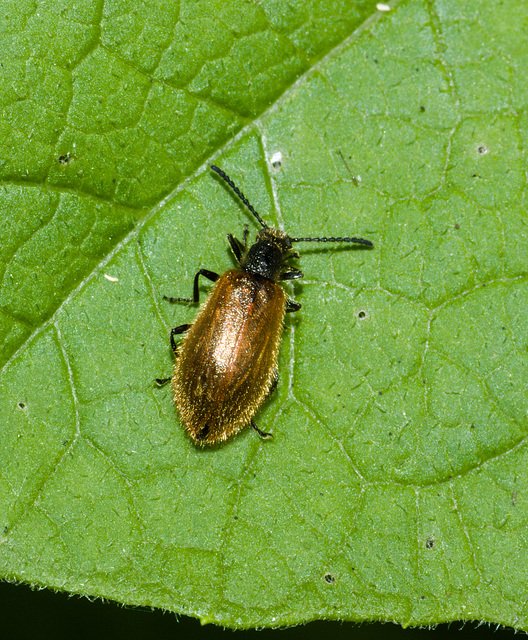 BeetleIMG 5395