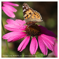 Painted Lady on Echinacea EB 24 8 2019