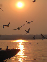 Birds on Ganges