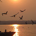 Birds on Ganges