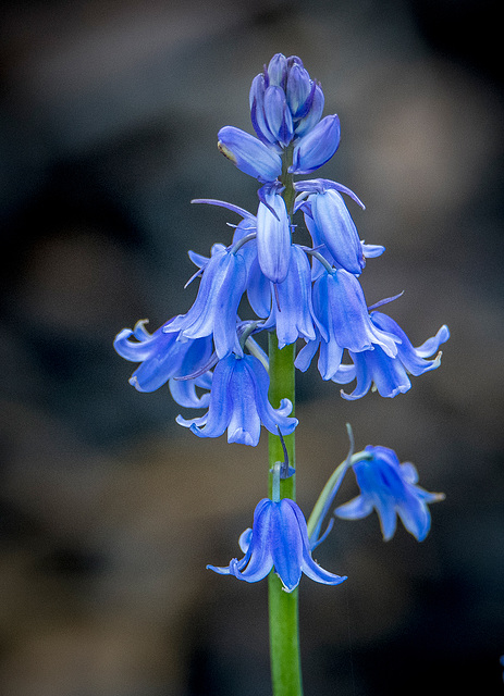 Bluebells are here again