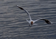Gull in flight 63