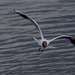 Gull in flight 63
