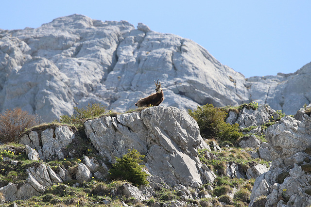 chamois aravis  juin 2019