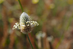 Plantago lagopus L. Lamiales