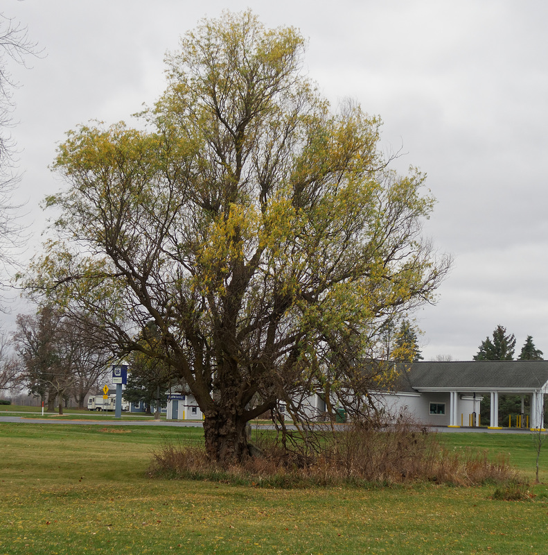 The Tree by the Bank