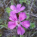 Kartäusernelke / Steinnelke (Dianthus carthusianorum)