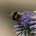 Bee on a Globe Thistle
