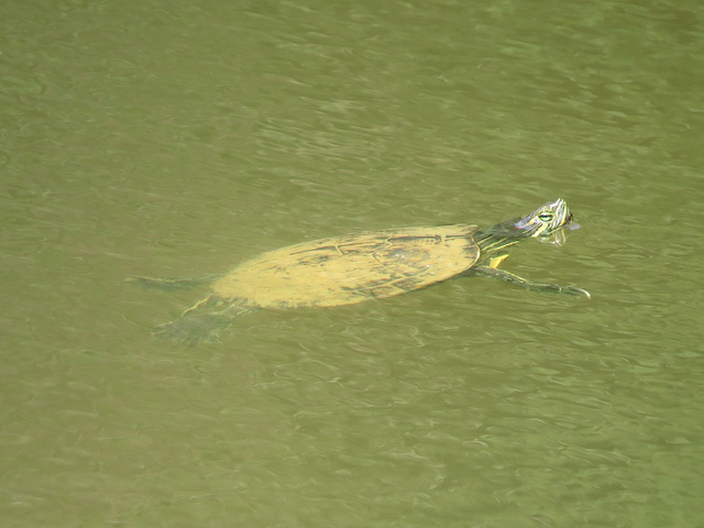 Painted turtle