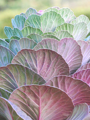 Ornamental Leaves