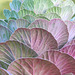 Ornamental Leaves