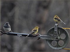 Goldies are greening up; snowbirds not