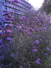 city verbena