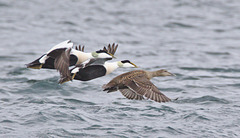 EF7A7275Eiderducks