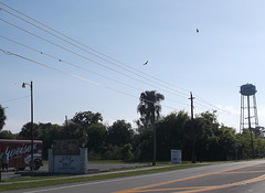 Fly over a bud's nest