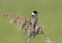 Reed Bunting (a)