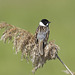 Reed Bunting (a)