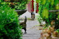 A meeting of two cats